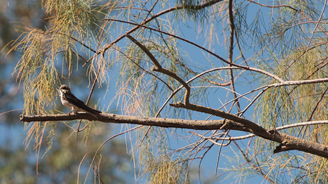 Bird on a branch in the early spring.