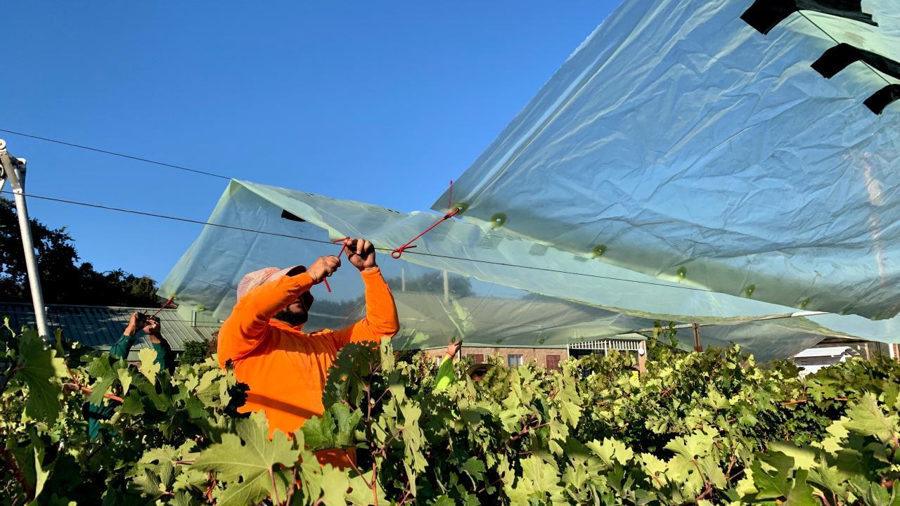 A worker installs a shade film in Napa, California, to protect cabernet sauvignon grapes from overexposure to the sun. (Kaan Kurtural/UC Davis)