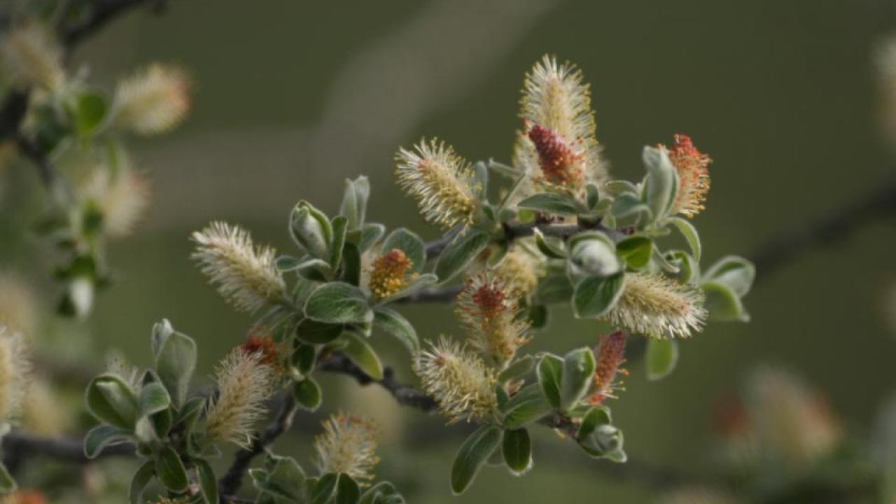 A gray willow flowers in Arctic Greenland. (Eric Post, UC Davis)