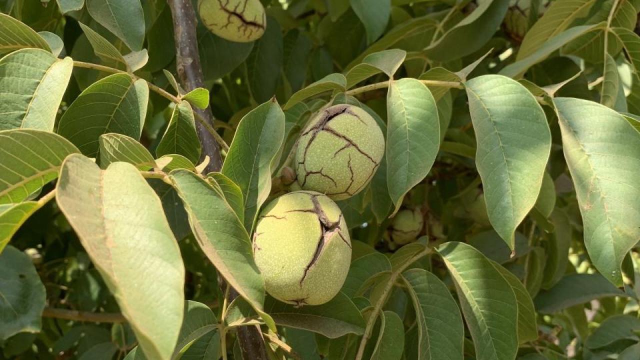 The UC Wolfskill walnut will allow growers to harvest earlier and still provide quality, yield and color of the state’s leading variety. (Jeanine Hasey)