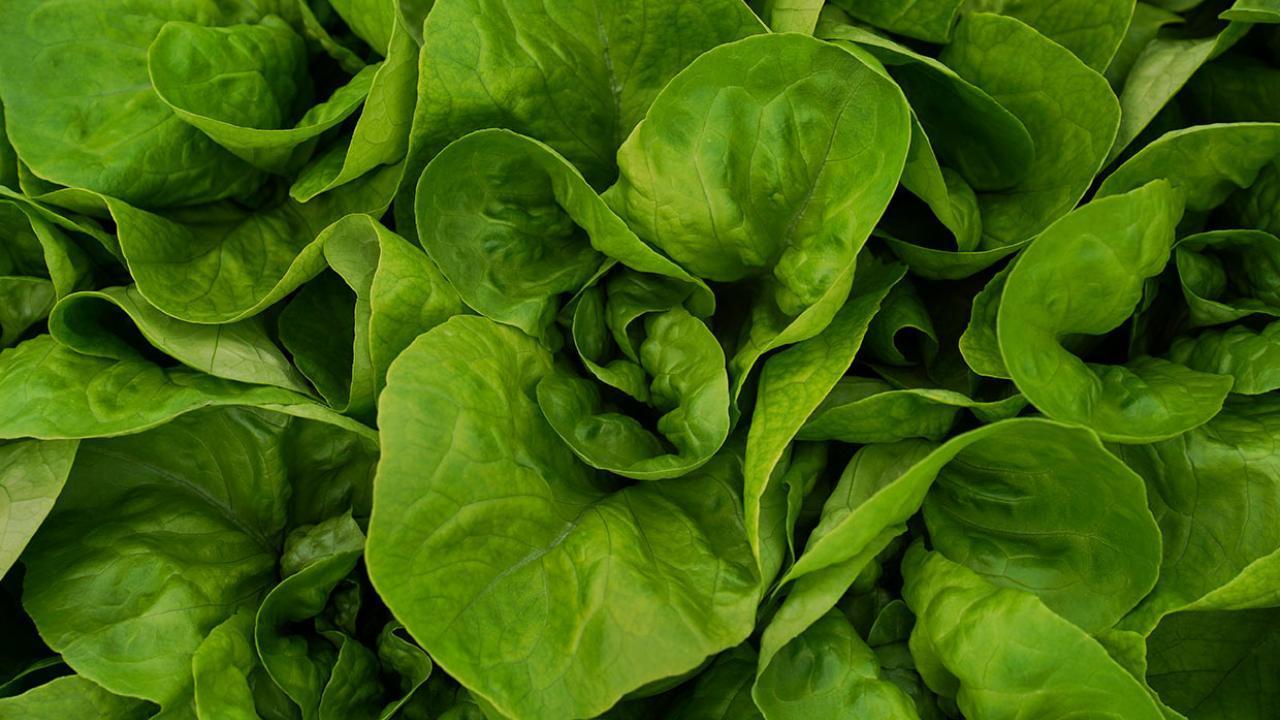 Leaves of green lettuce