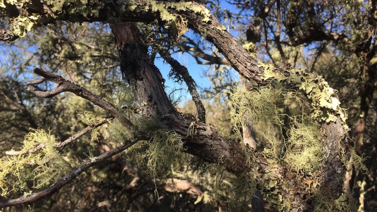 Old-growth lichens attach themselves to a tree branch at the Quail Ridge Reserve. A UC Davis study highlights the value of old-growth chaparral systems to local biodiversity. (Jesse Miller)
