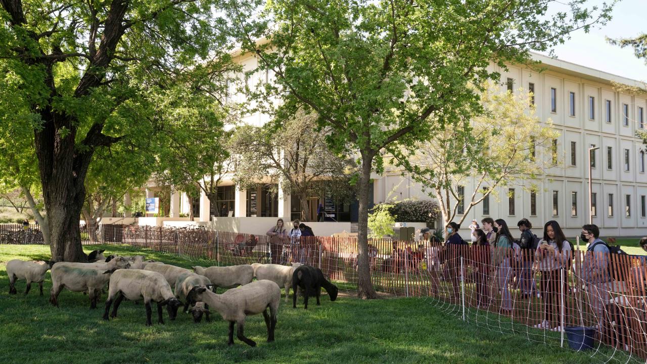 Sheep grazing on the grass mounds near the Silo and Bainer Hall on April 1, 2022. Photo by: Karin Higgins