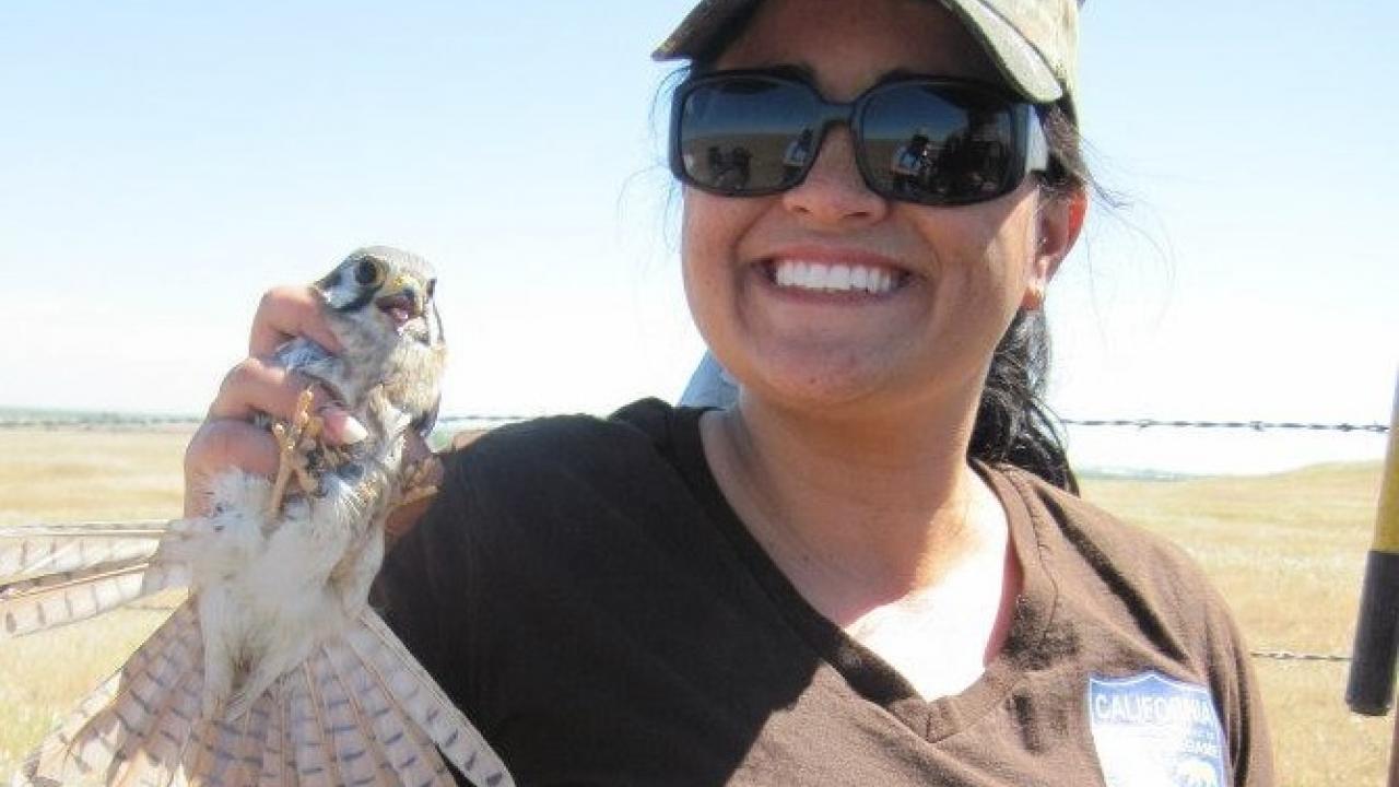 Angela Calderaro, CDFW, holds an American Kestrel while conducting a nest box survey in Merced County. (Photo Credit: Tanya Sheya, CDFW)