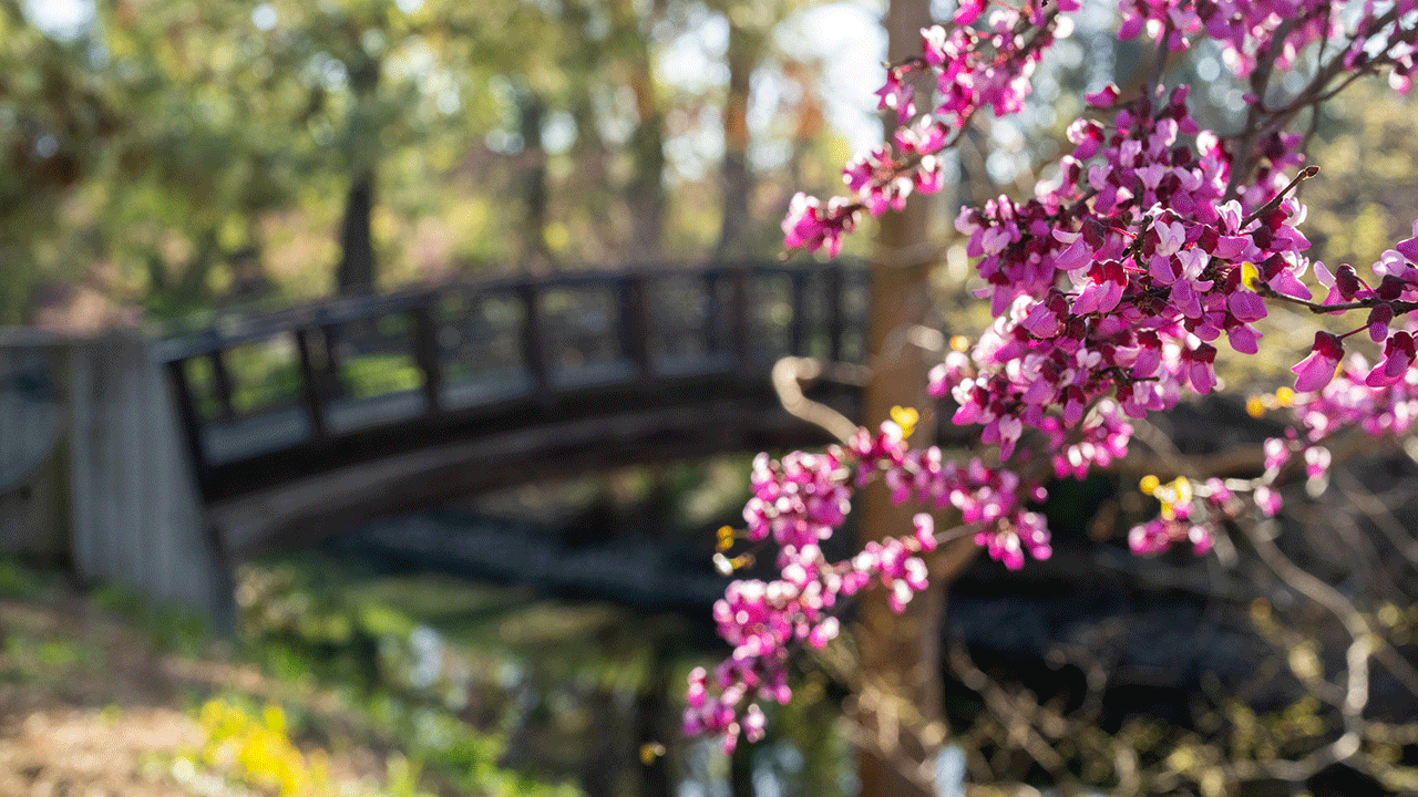 A redbud tree bursts with pink blooms at the Arboretum.