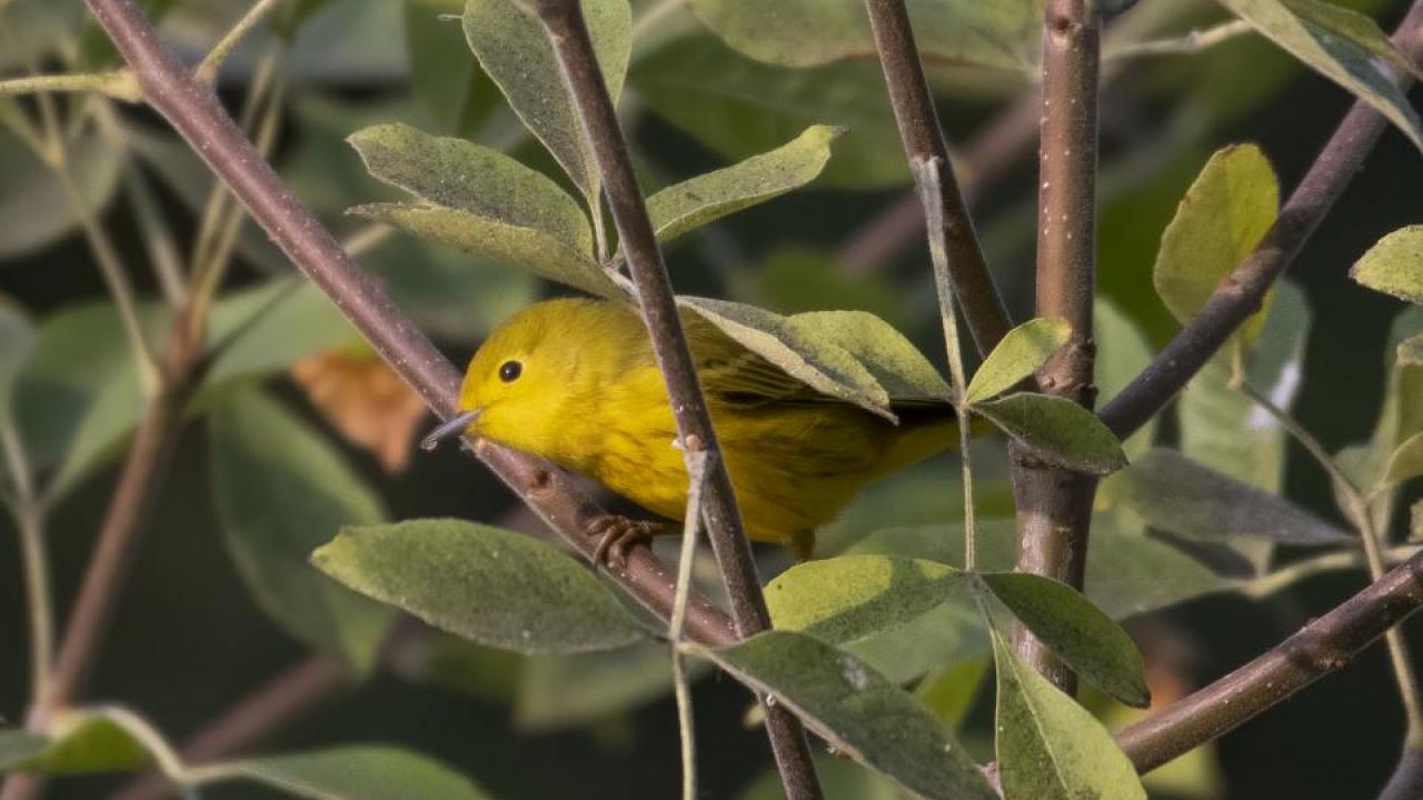 Yellow warblers are found throughout North America and fly to Central and South America for winter. Rachael Bay, assistant professor of evolution and ecology at UC Davis, and colleagues have found that individual birds show preferences for drier or wetter environments throughout the year and that this preference can be predicted from their genetics. (Jonathan Eisen)