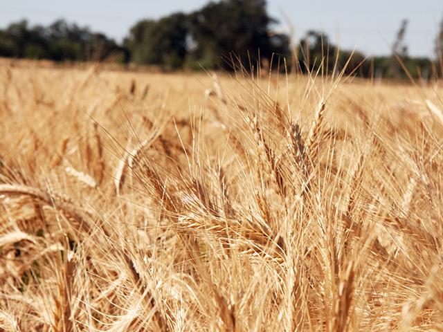 A field of wheat at Russell Ranch.