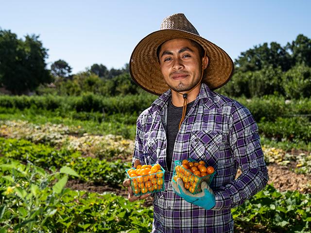 Franklin Cartagena, an International Agriculture Development Major harvest tomatoes at the Student Farm