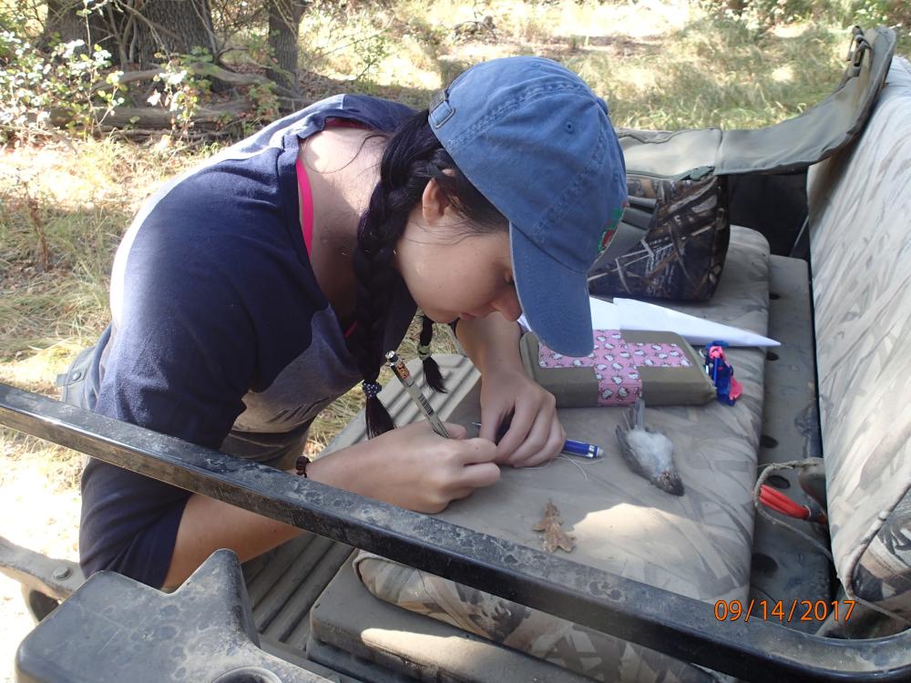 Alum Danielle Fradet logs data of a bird collected at Bird Haven Ranch in 2017. Fradet was an intern at the museum for four years as a student and was hired as a junior specialist. She still works with Andy Engilis on manuscripts as she attends graduate school at the University of New Hampshire.