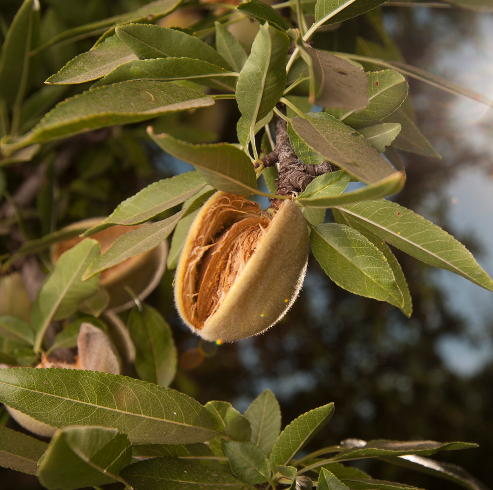 Almond tree
