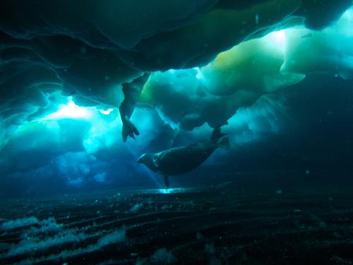 Two seals swim under the ice. (Rob Robbins/NSF)
