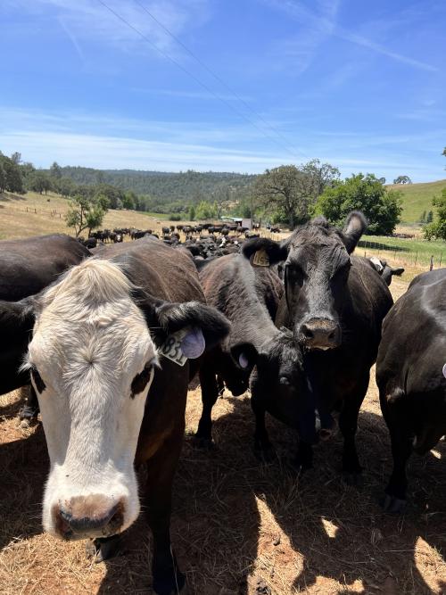 Cattle at the Sierra Foothill Research and Extension Center in Browns Valley that were fitted with GPS collars and tracked as part of research into cattle grazing personalities by Ph.D. Maggie Creamer and Associate Professor Kristina Horback. (Maggie Creamer /UC Davis)