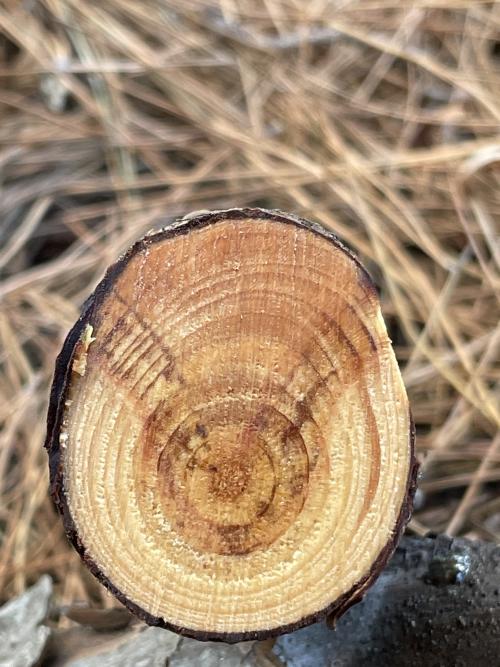 A cross section of a tree with ghost canker, as evidenced by discoloration and cankers with irregular, indistinct margins. (Akif Eskalen, UC Davis)