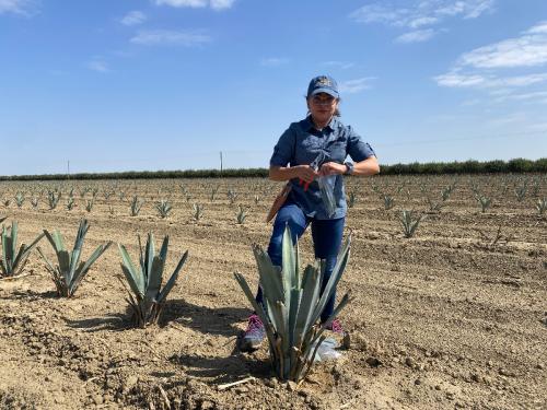 Plant pathologist and postdoctoral researcher Juliana Osse de Souza taking agave samples on a field visit in Huron with Stuart Woolf. (Melissa Haworth / UC Davis)