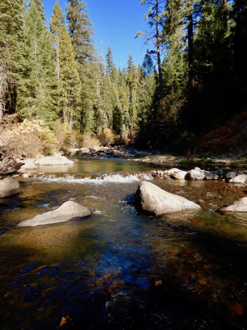Mill Creek, a spring-fed creek that flows from the base of Mt. Lassen to the Sacramento Valley, is an important cold-water stream. (Ann Willis/UC Davis)