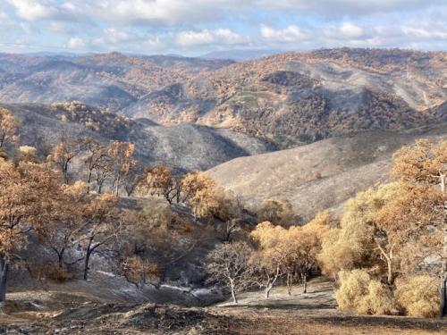 Quail Ridge Reserve following a 2020 wildfire. The barren patches were formerly chaparral that burned at high severity. (Jesse Miller)