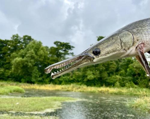 The alligator gar is the largest species in the gar family and can weigh up to 300 pounds. Once considered a “rough fish” and targeted for removal, the native species is experiencing renewed interest as a game fish. (Solomon David, Nicholls State University)