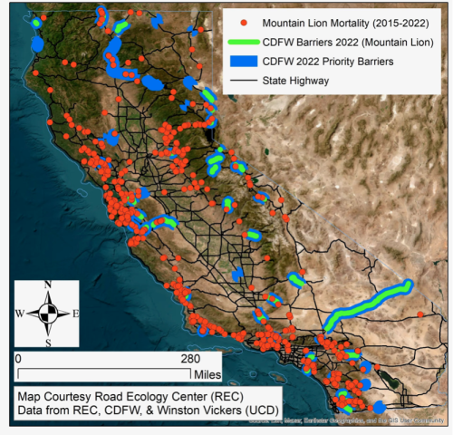 Red dots on this map indicate where individual mountain lions were killed between 2015 and 2022. Blue lines indicate priority wildlife movement barriers identified by CDFW in 2022, while green lines indicate priority barriers for wildlife movement where mountain lions were listed. (UC Davis Road Ecology Center)