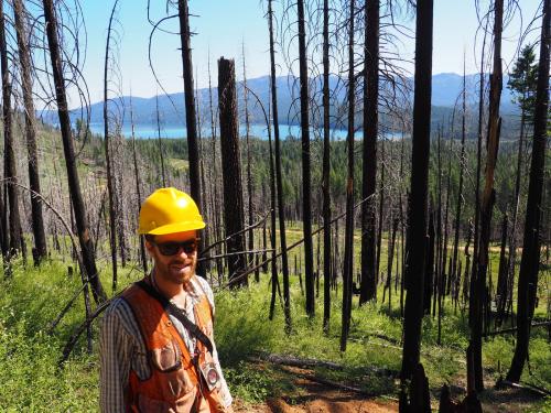 Derek Young, now an assistant professional researcher with the Dept. of Plant Sciences, checks on new growth in 2017 in an area burned by the 2012 Chips Fire in the Plumas National Forest, in northeastern California. (Photo by Tara Ursell)