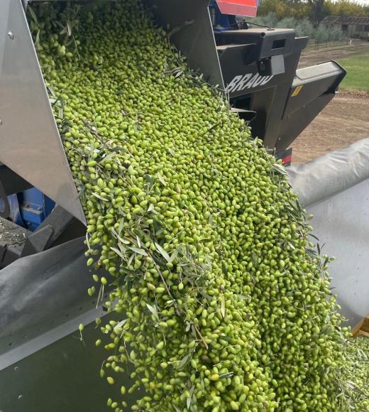 After harvest, these olives will be used to make extra virgin olive oil, photo by: Adele Amico Roxas, UC Davis Olive Center