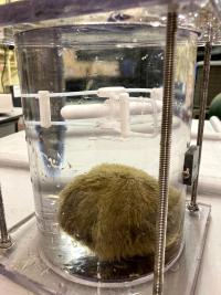 a glass container filled with water and sample of attached algae, or periphyton, covering a rock.