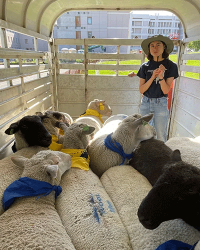 Lucy Yuan wrote her senior thesis on the sheep mowers project. (Courtesy)