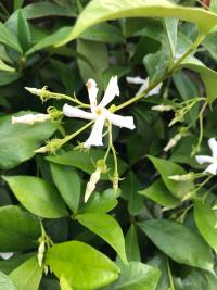 Star jasmine plant in east Davis