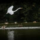 A heron flies over Lake Spafford.