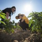 A group of UC Davis students is breeding a “jalapeño popper,” a cross between a bell pepper and a jalapeño pepper. Two members of the team, Randi Jimenez and Wengyuan Xiao, examine their crop at the Student Farm.
