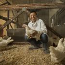 UC Davis Animal Science Professor Huaijun Zhou with white leghorn chickens.