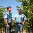 In collaboration with UC Davis Cooperative Extension viticulture specialist Kaan Kurtural (right), Miguel Guerrero (left) of The Wine Group is experimenting with Cabernet Sauvignon vines and other varieties elevated by a single wire at 66 inches.