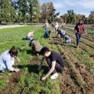 Our students spent part of a Saturday in early November helping out at Soil Born Farms in the Sacramento area.