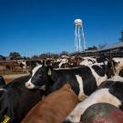 Dairy cows photographed at the UC Davis Dairy Barn in 2019. (Karin Higgins/UC Davis)
