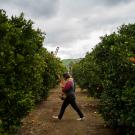 Workers rush to harvest oranges after a light rain in Exeter, California, just west of the Sierra Nevada mountains in California’s Central Valley. (Joe Proudman/UC Davis)