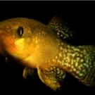Atlantic killifish like this one have adapted to highly toxic levels of pollution. Credit: Andrew Whitehead/UC Davis