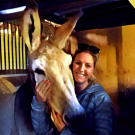 Action Jackson was a favorite of new UC Davis Horse Barn manager Amy McLean, who has a lifelong interest in donkeys and mules.