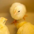 Baby chicks (UC Davis)