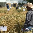 Farmers got a first hand look at variety trials underway at Small Grains Field Day.