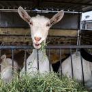 A goat at the UC Davis Goat Barn.