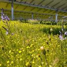 The shade and sun of solar farms, like this one managed by Oregon ecologist Sean Prive of the Understory Initiative, can support diverse species of flowering plants and grasses to help pollinators and other species.