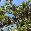 Researchers are partnering with almond growers to measure the complete nitrogen cycle--what goes in and what goes out. 