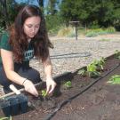 UC Davis student Elise Brockett plants vegetable seedlings at the Horticulture Innovation Lab Demonstration Center this spring. A few extra raised beds are waiting for contest winners’ bright ideas. (Brenda Dawson/UC Davis)