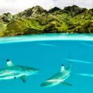 Blacktip reef sharks are apex predators in Mo'orea, French Polynesia, where they create landscapes of fear for reef fish. Photo: Mike Gil/UC Davis