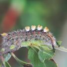 A western tussock moth caterpillar crawls along a plant, feasting on its leaves. Credit: Moria Robinson/UC Davis