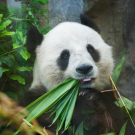 The distinct markings of giant pandas help them hide and communicate. (Getty Images)