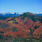 Dead trees in the Sierra National Forest in April 2016. Credit: USFS Region 5