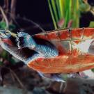 The habitat of red-bellied short-necked turtles is expected to be affected by rising sea levels. (Todd Stailey/Tennessee Aquarium)
