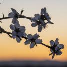 Almond blossoms begin to open at the campus orchard.