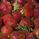 An international team of scientists has sequenced the genome of the cultivated strawberry, providing a genetic roadmap to select desired traits. (UC Davis)
