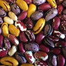 Legumes are a good source of protein, and they enrich the environment, too. Photo/Travis Parker